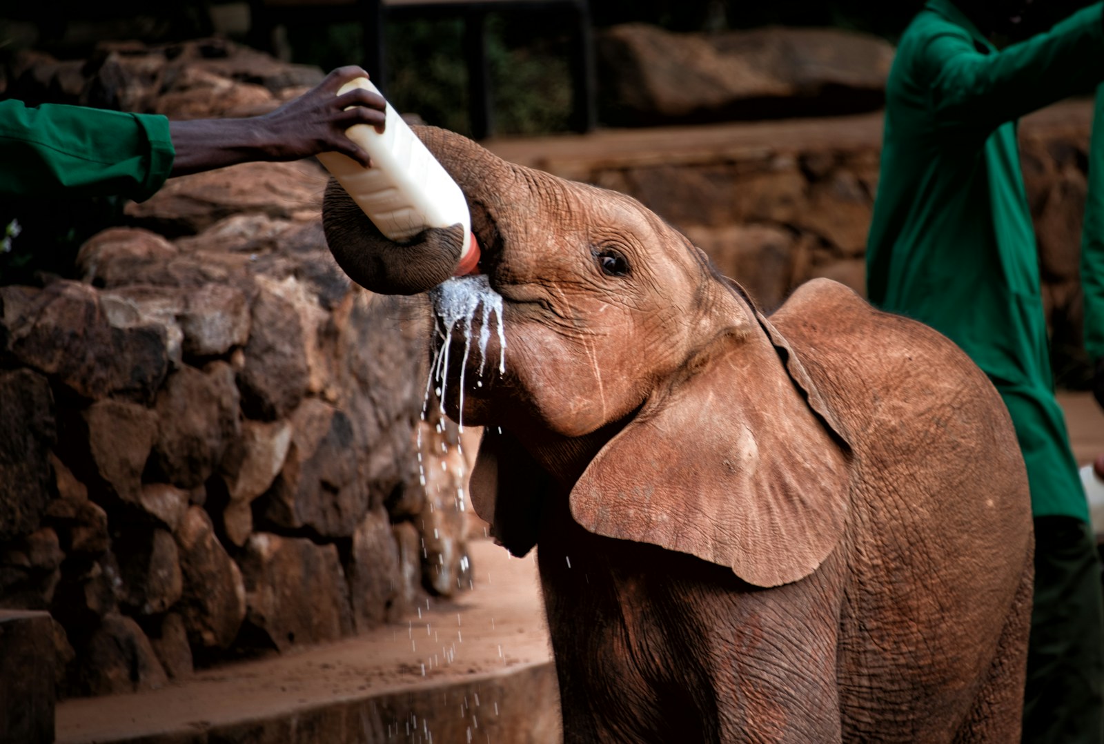 Nairobi Day Tour — 1-day Kenya safari package